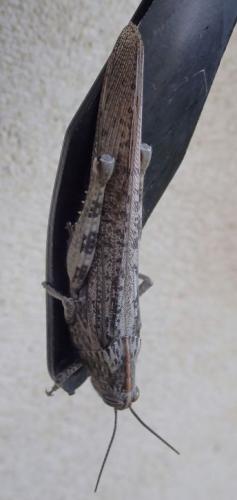 Réf. 281 365 : Anacridium aegyptium